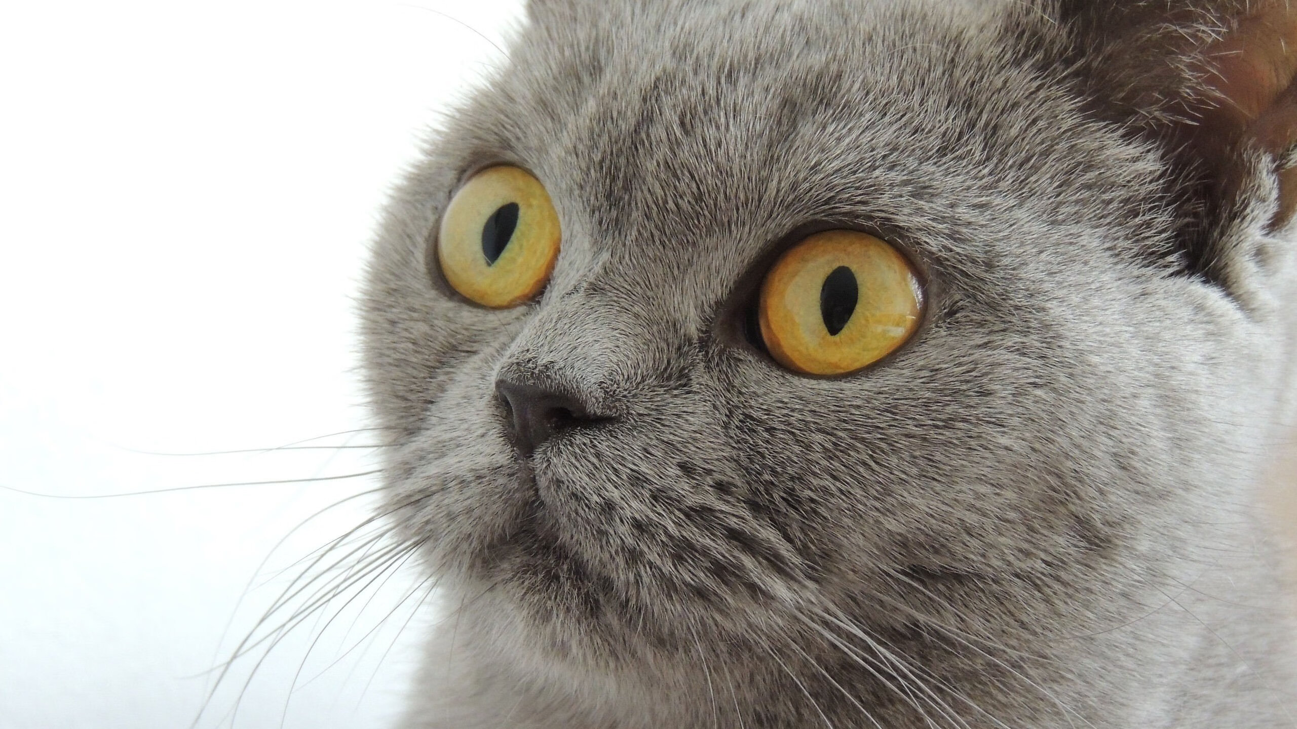 从温布利绝杀到伊蒂哈德惊雷，当压力成为巨星的画布