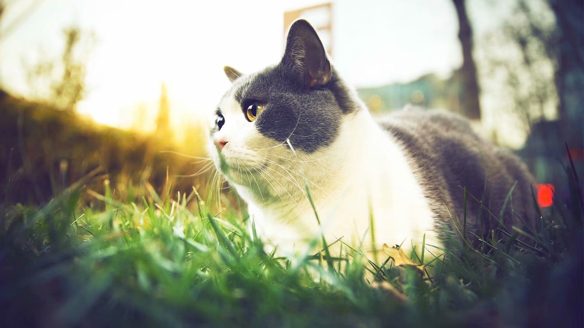 红色飓风撕裂银幕,塞恩斯状态爆炸引领法拉利逆袭,梅赛德斯王朝裂痕乍现