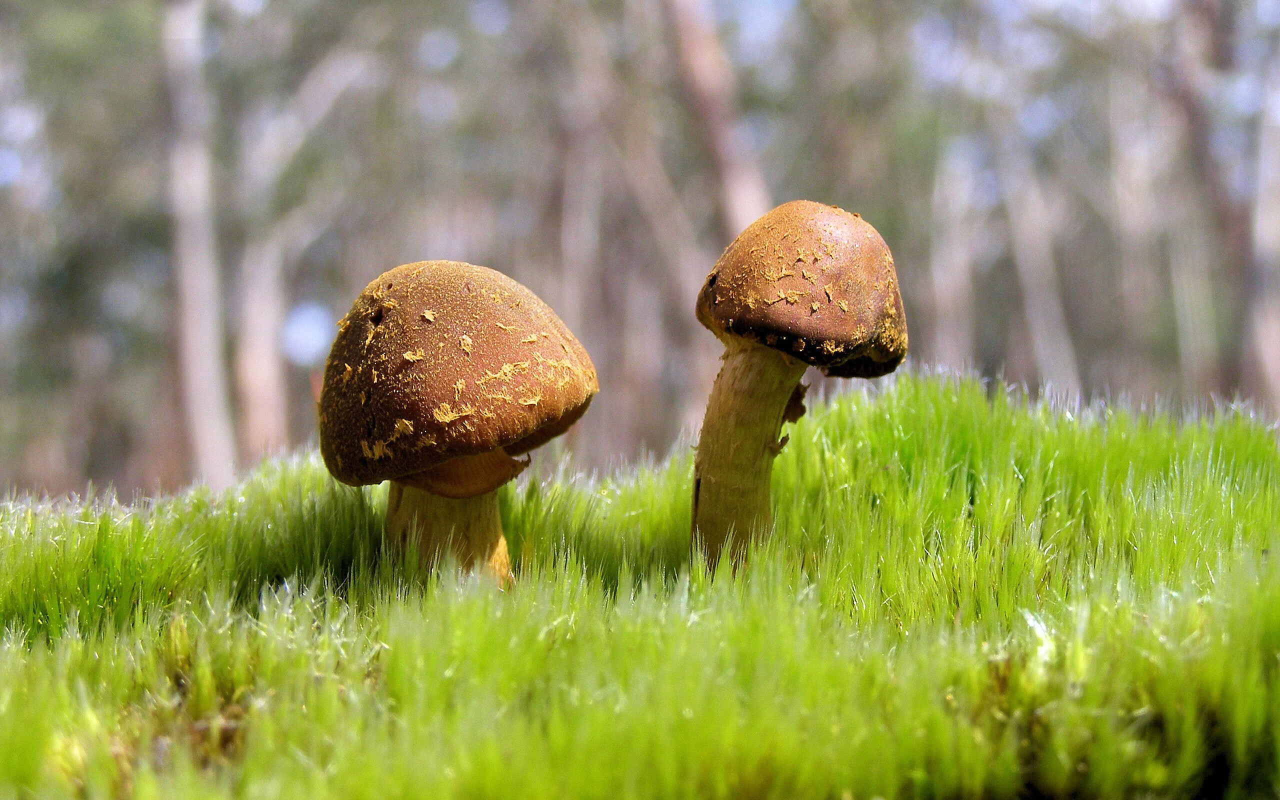 非军事区的闪电战，当瑞士防线在基辅时间完成历史性逆转