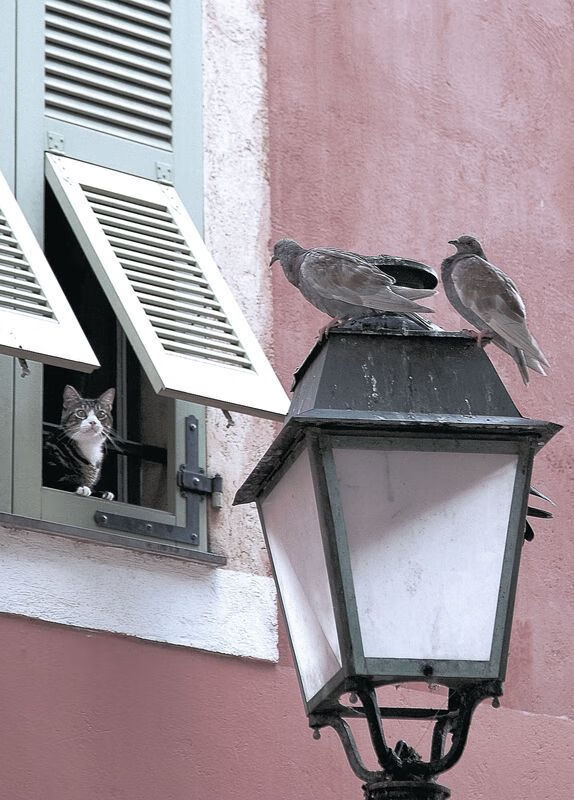 红牛二队以火焰横扫银箭,塞恩斯关键制胜,演绎F1赛场逆袭神话