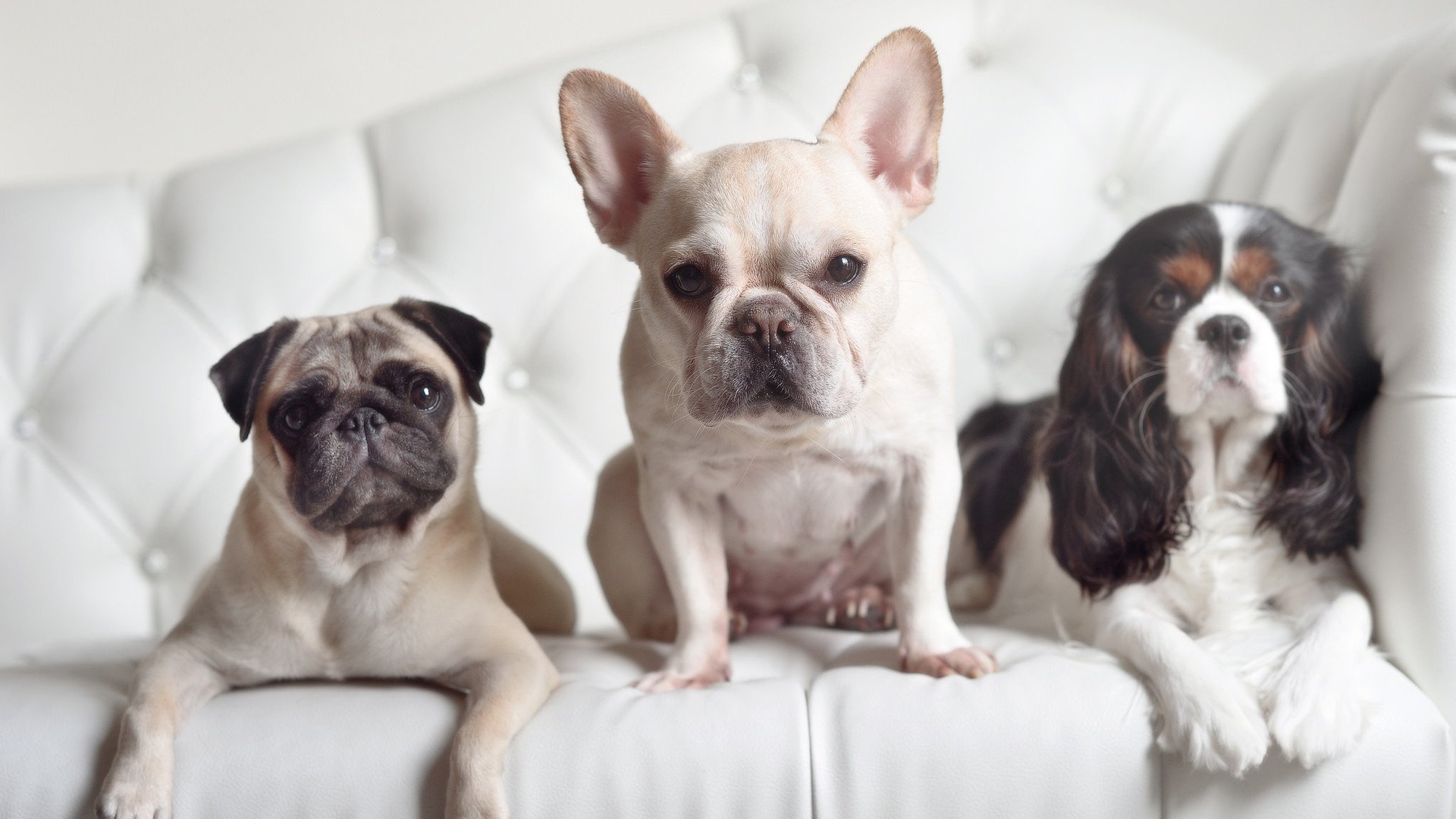 逆转与终结，罗德里戈一锤定音，澳大利亚强行终结几内亚的世界杯梦想