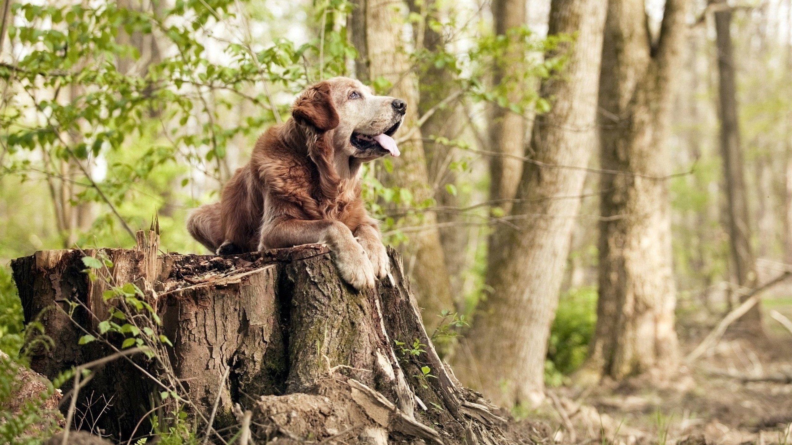 跨界风暴,掘金掀翻勇士的余波中,詹姆斯在欧冠决赛接管比赛