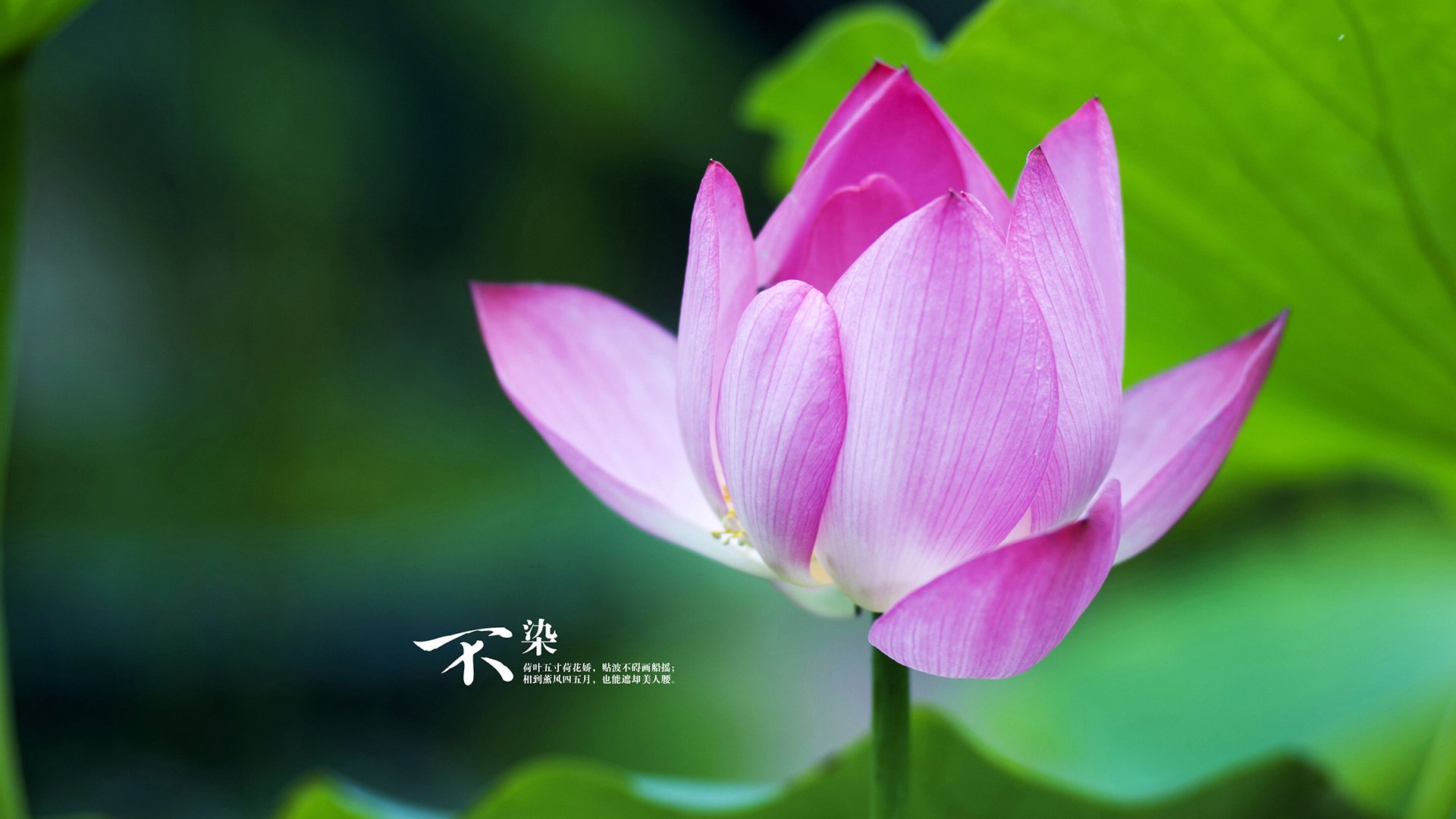 唯一性的光辉，爵士绝杀与马克西接管，体育史诗中的永恒瞬间