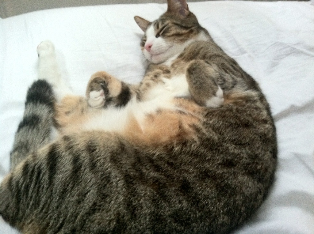 铁门与石桥，当奥纳纳的爆发成为哥斯达黎加粉碎塞维利亚的支点