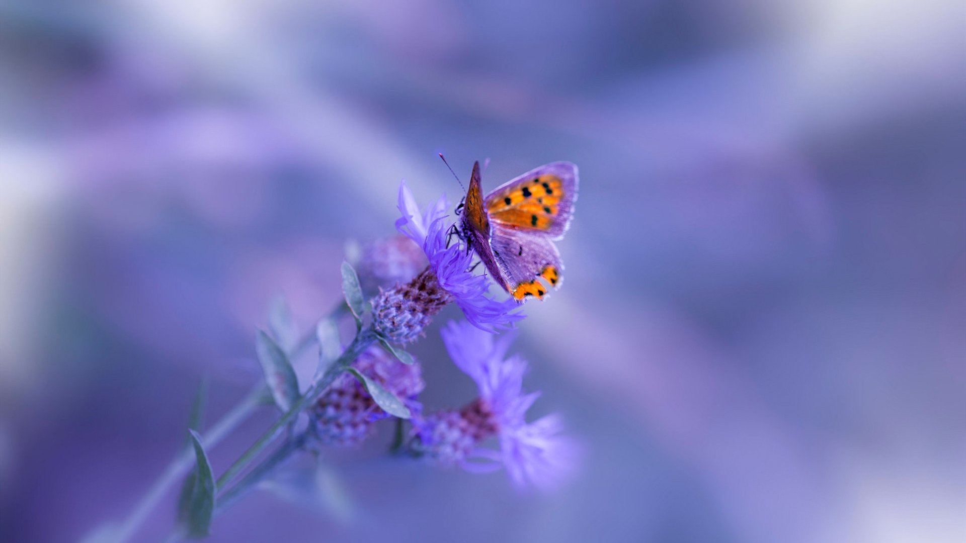 冰封战局中的棋手，巴尔韦德如何成为阿根廷鏖战冰岛的关键先生