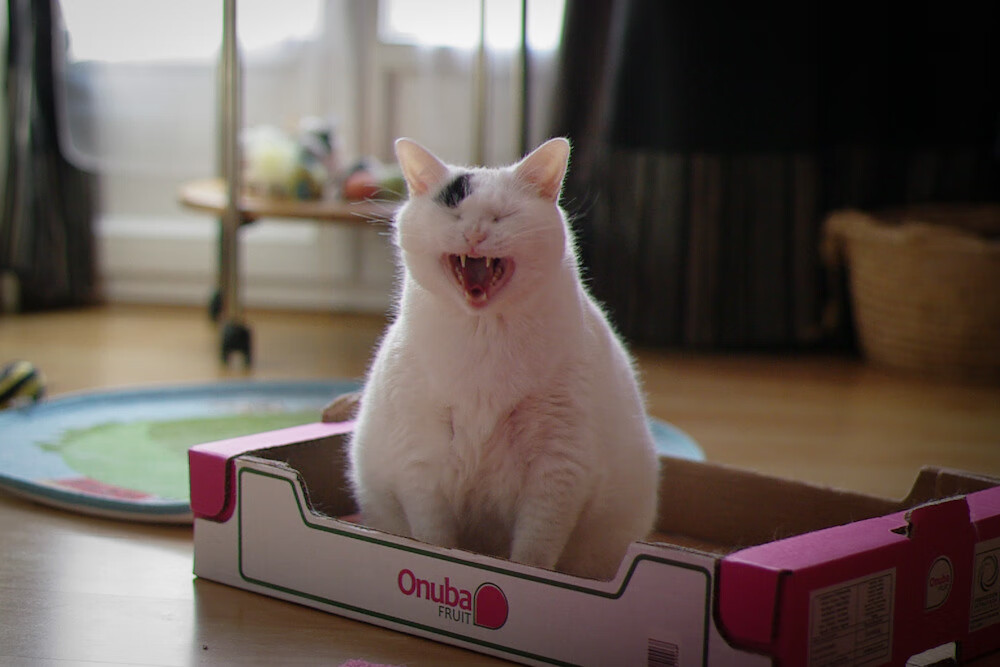 双城记,从西甲德比的权谋,到里昂的蓝色革命