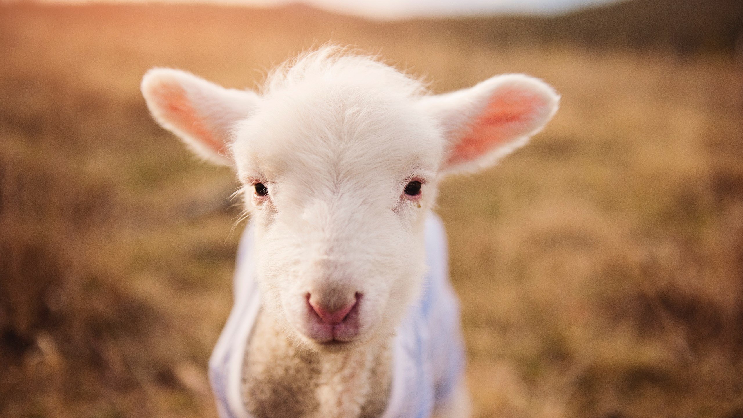 扛起一座城的重量，杜兰特在年度焦点之夜的孤胆传奇