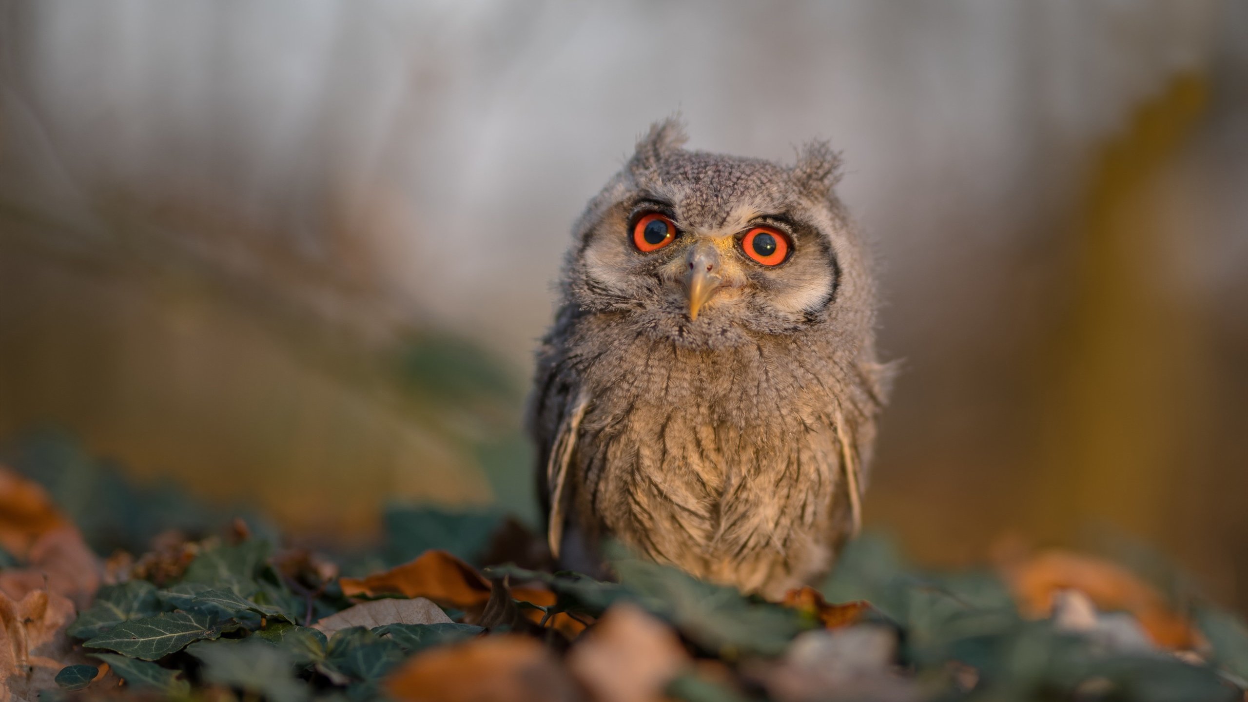 单节风暴!老鹰展翅拉开绿军,马克西于年度焦点战宣告统治