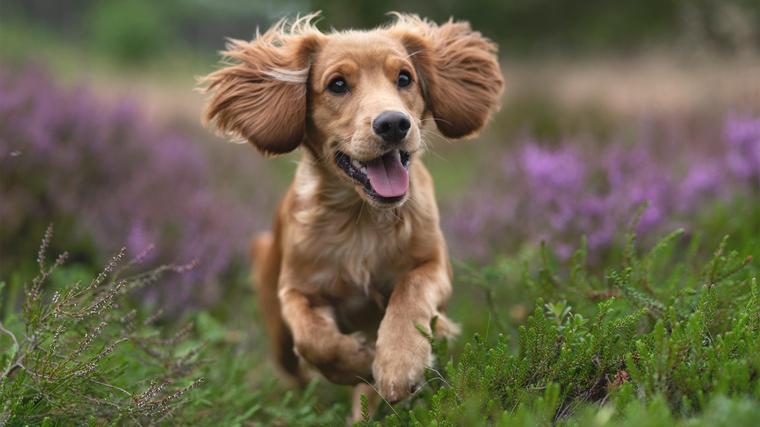 跨联赛唯一性对决，广东队轻取快船，德罗赞稳定输出不掉线