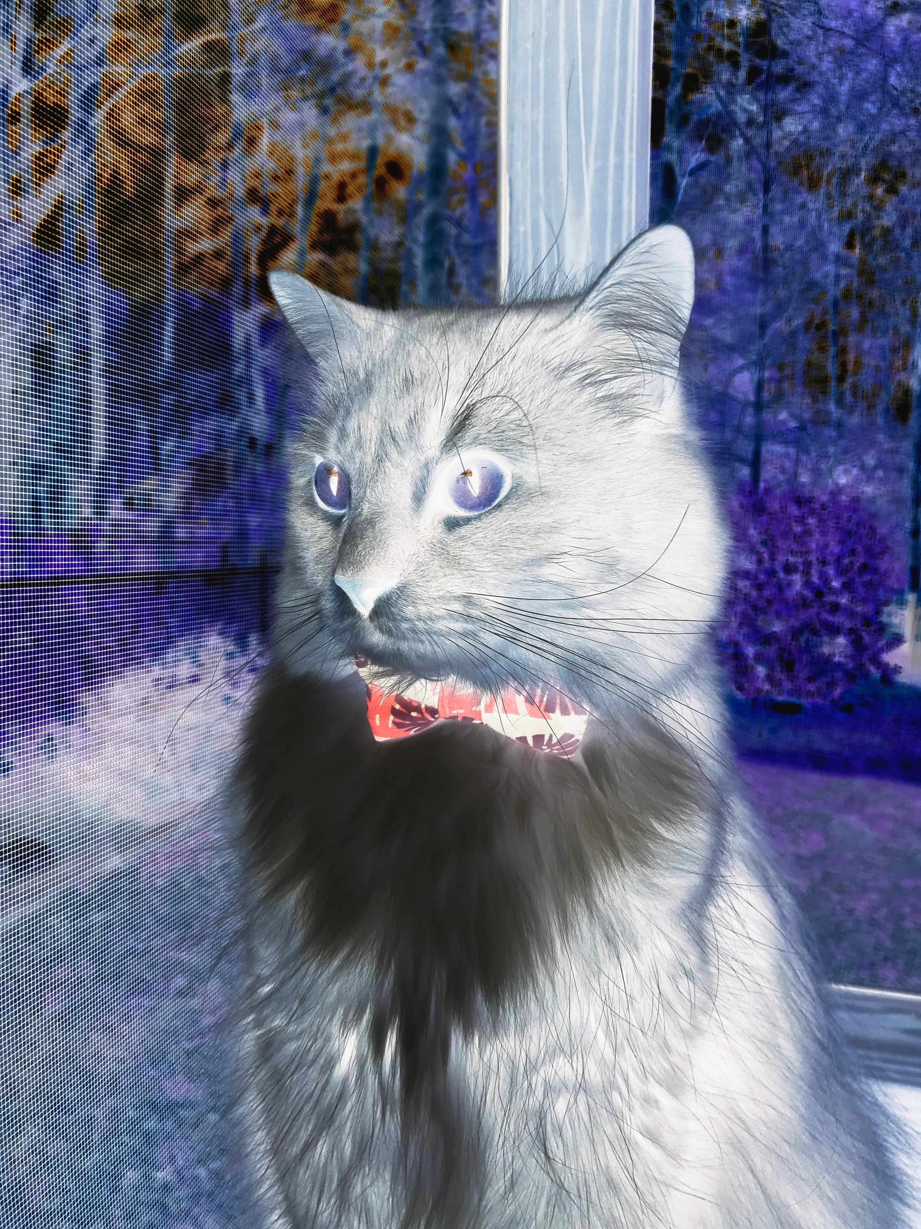 终场哨前的风暴,莱比锡红牛上演欧冠史上最戏剧性末节逆转,击碎勒沃库森奇迹