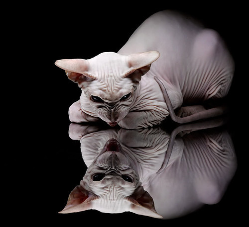 当足球巨星遇上沙漠雄鹰，亚洲体育的跨越式爆发