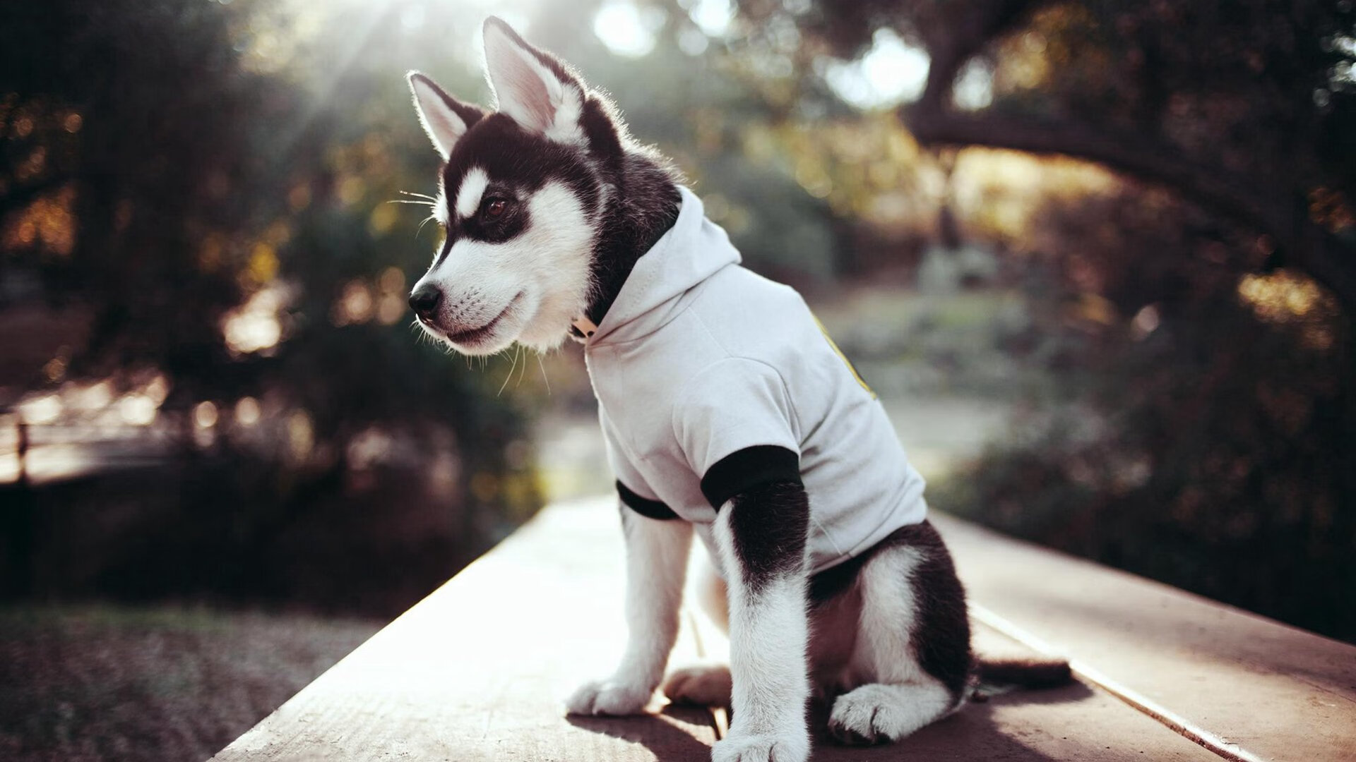 当佛光照进黄龙—克莱·汤普森用一场教科书式投射,定义何谓王者底蕴