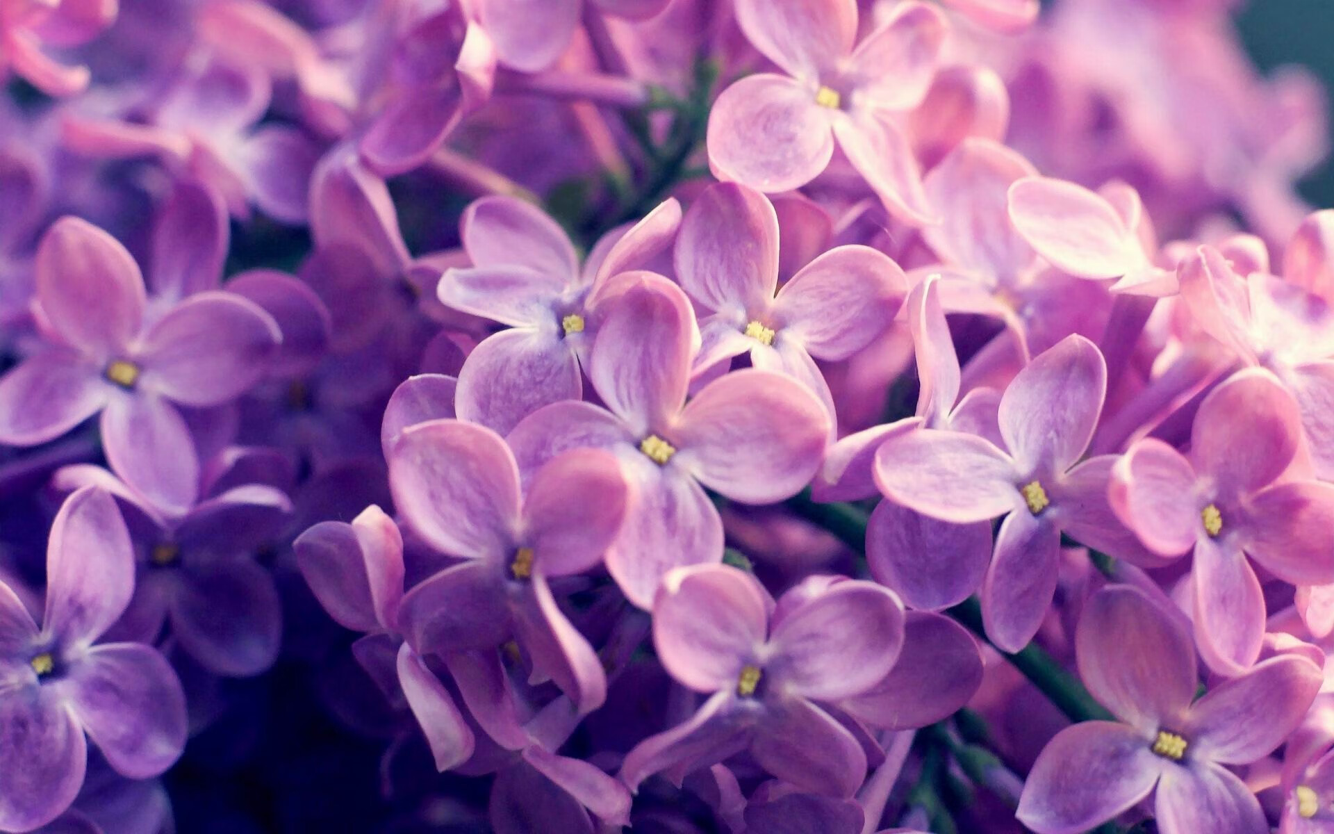 双城记,从曼彻斯特到利马,同一夜晚的足球狂想