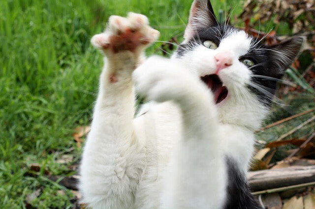 星光独耀,格列兹曼唯一焦点下的尼斯鏖战奥地利