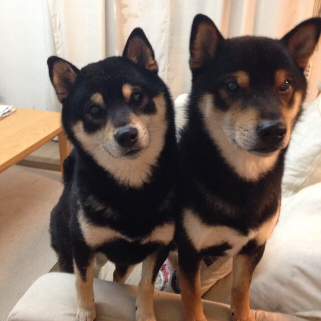 血染黄沙!浙江男篮决战国王,贝恩运筹帷幄掌控全场节奏