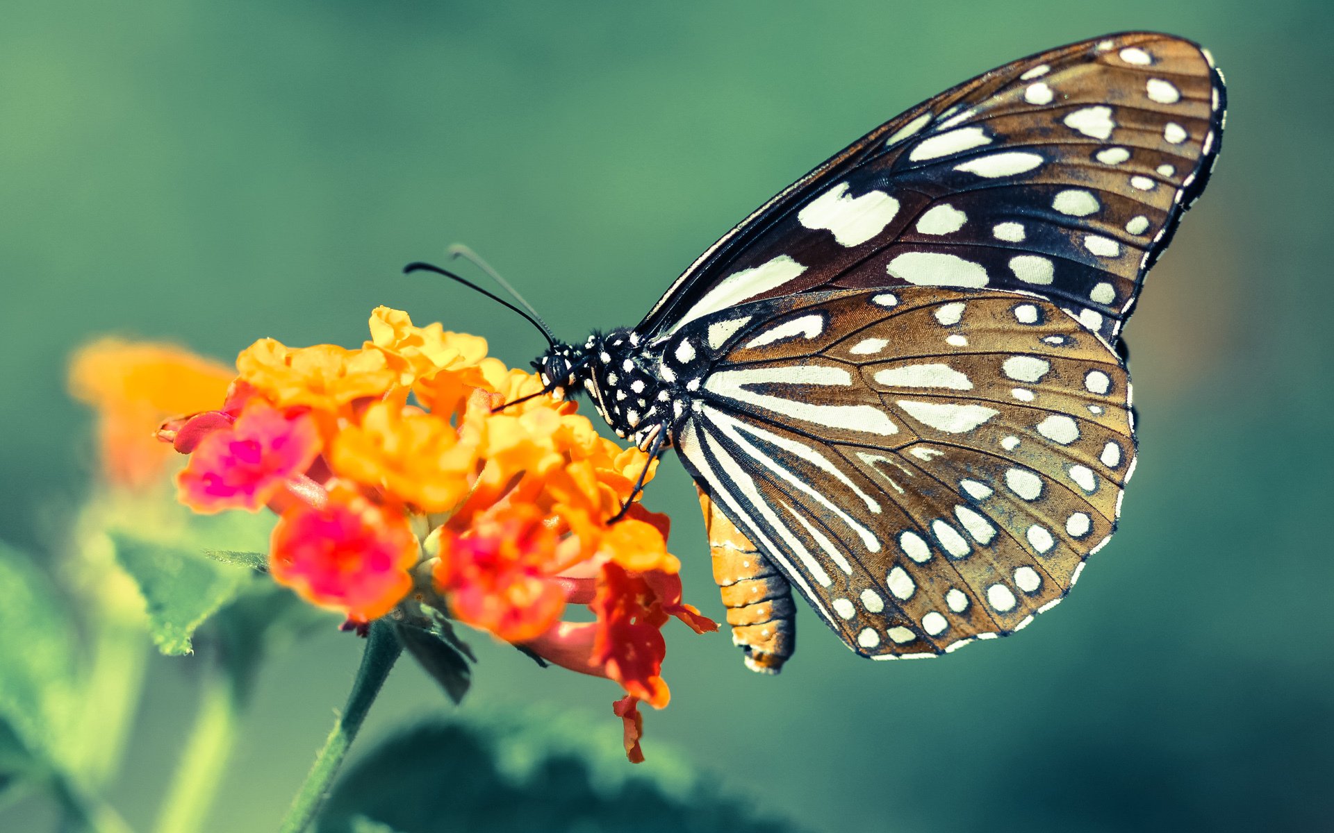 双城记,绿茵绝杀夜与奥兰多奇迹—我们为何永远相信体育?