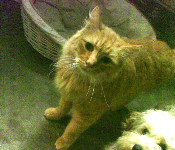 速度与绿茵的交汇，F1新赛季揭幕战见证塞内加尔的跨界征服，拉齐奥堡垒在狂欢中崩塌