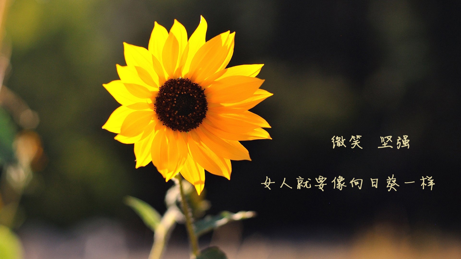 冰与火之巅,2026世界杯G组关键战,范戴克铁血防线终结印度神话,挪威绝杀上演北欧传奇