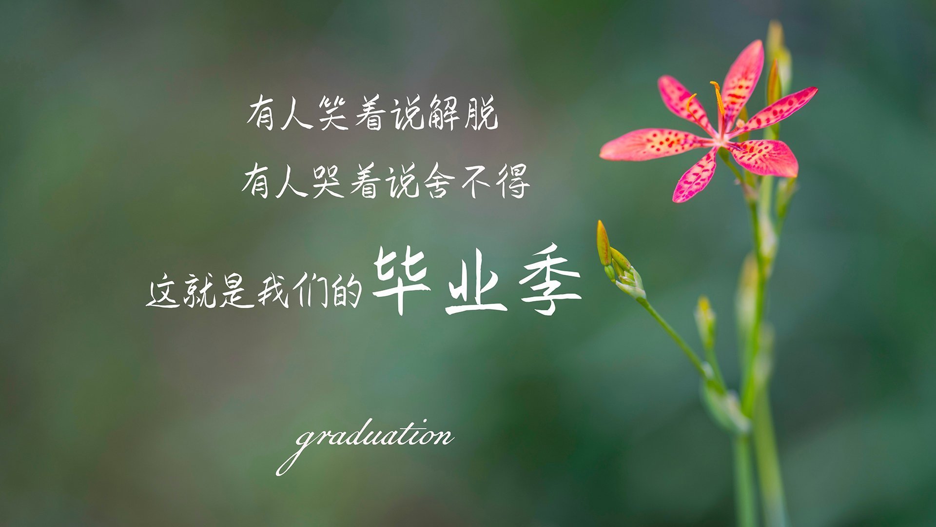 边缘英雄的独白,2026世界杯关键战,斯洛伐克险胜泰国,奥斯梅恩一战封神